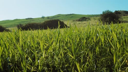 Grassland Move in the Gentle Wind