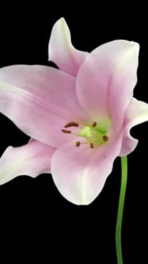 Time lapse of opening and dying pink Longiflorum lily with ALPHA channel, vertical