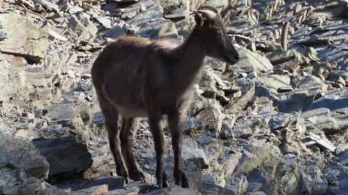 Himalayan tahr on the rock.