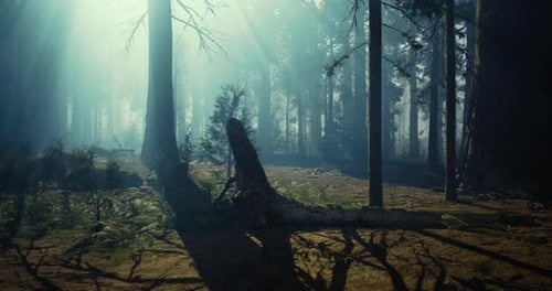Misty Forest Landscape Featuring Dramatic Light Rays and Shadows on the Ground