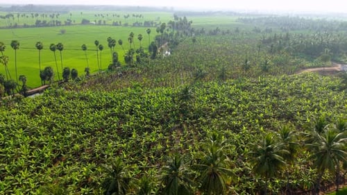Sun-Kissed Aerial View of Emerald Rice Fields with Palm, Coconut Trees and Banana Plantation