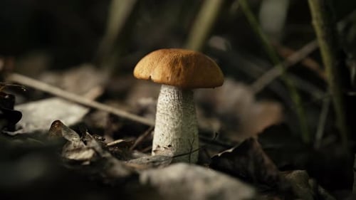 Edible Mushroom Leccinum Aurantiacum Orange Red Capped Scaber Boletus in Forest