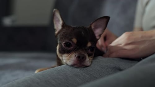 Cute Chihuahua Resting its Head on Lap
