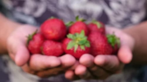 Hands Holding Freshly Picked Strawberries Close Up