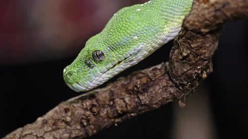 Green tree python rests on a branch in a close-up shot highlighting its vivid scales and texture