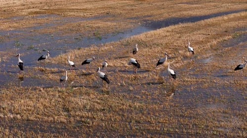 Storks Wading Peacefully in Rural Field, Aerial View