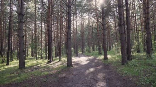 Rays of evening sunshine on green grass in pine woods