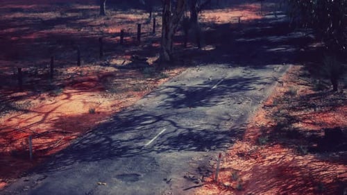 A Scenic Dirt Road Winding Through a Lush Forest