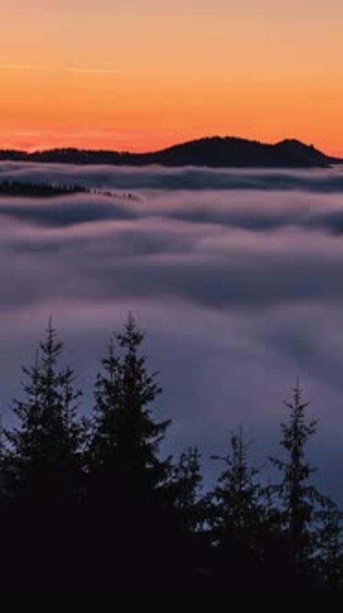 Foggy Forest Landscape After Sunset
