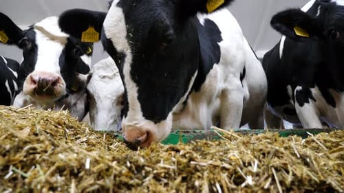 Cows Eating Hay on Modern Dairy Farm Cattle Chewing Fodder at Milk Factory Herd of Kines Feeding By