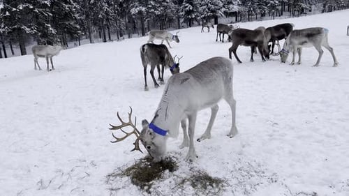 White Reindeer Grazing in Snowy Lapland Landscape with Herd in Background