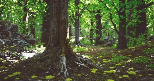 Lush Forest with Vibrant Greenery and Rocky Terrain During Bright Daylight