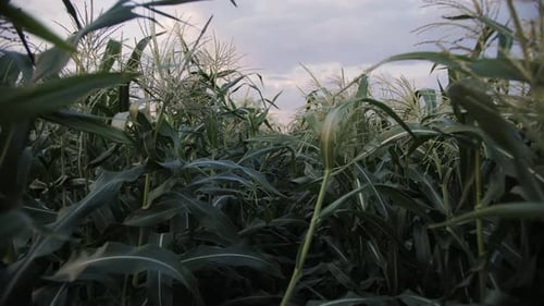 movement through a cornfield in close-up