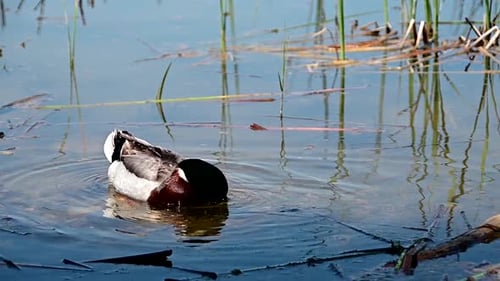pato real soltero cerca de la orilla de un lago