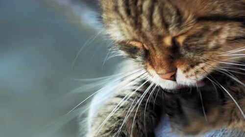 Tabby Cat Grooming Fur with Tongue