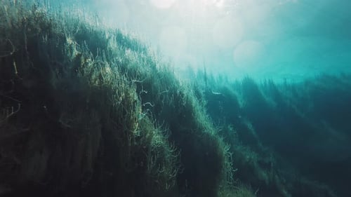 Vista submarina del lago kárstico con agua azul cristalina y un lago de malezas llamado Goluboye