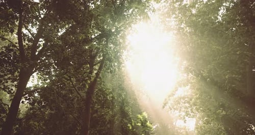 Sunlight Filtering Through Dense Forest Canopy Creates a Serene Atmosphere