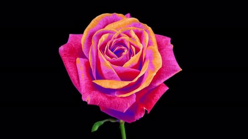 Pink Rose with Yellow Edges on Petals Plant Blooming Flower in Time Lapse on a Black Background