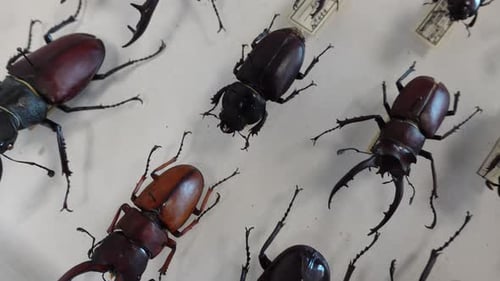 Insect Collection 07