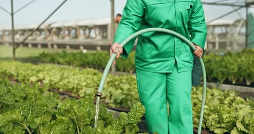 Farmer, hose and water in greenhouse, agriculture and vegetables for growth