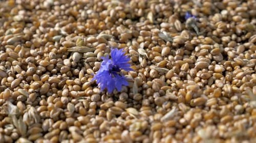 Golden wheat field a bountiful harvest scene of rural farming industry