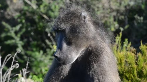 Nahaufnahme eines männlichen Pavians, der die Truppe bewacht