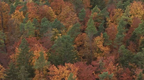 Colorful autumn forest canopy with vibrant orange, red, and green foliage captured from above