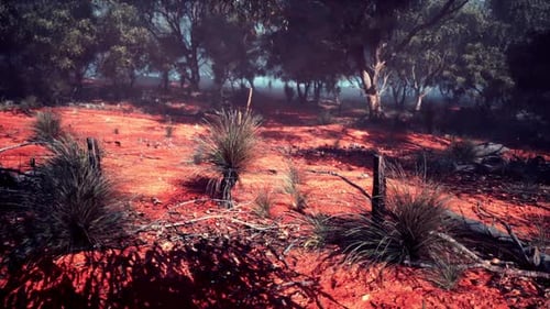 Red Dirt Field With Trees