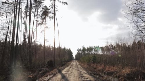 A dirt road winds through a winter forest, sunlight dappling through the bare branches of the trees