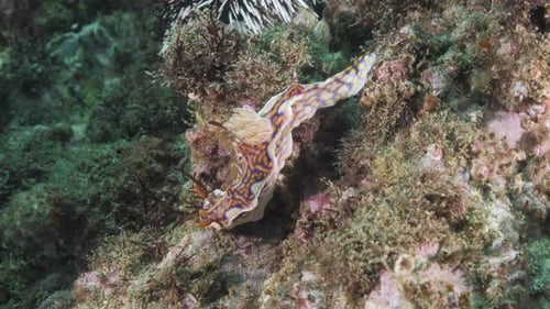 A magnificently colorful Nudibranch sea slug lit up by a scuba divers underwater light. Marine scien
