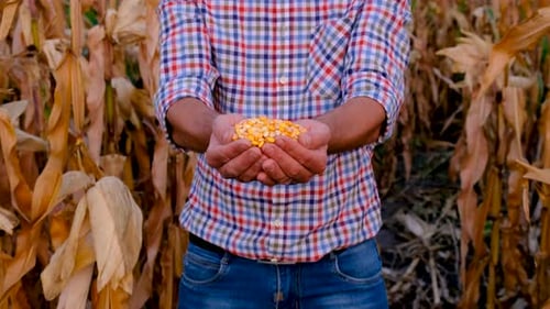 A Man Farmer Harvests Corn in a Field Selective Focus