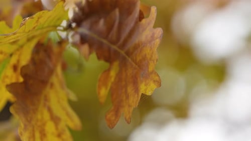 Brown autumn leaves against a blurred white background in a serene forest.