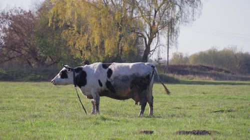 Black and white cow grazing on green meadow