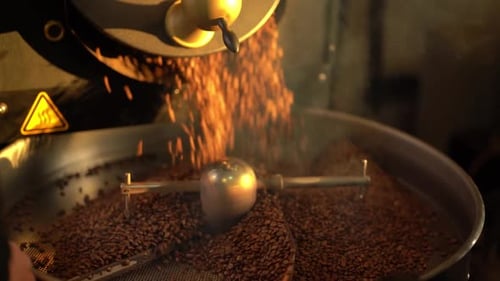 Roasted Coffee Beans Poured into Roasting Machine