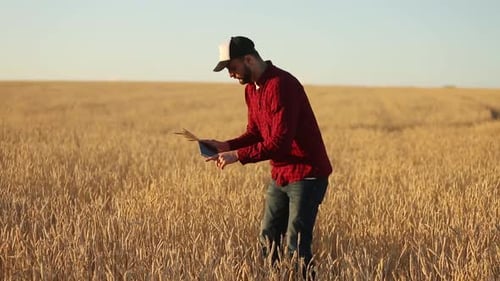 Farmer Inspecting Wheat Crop with Tablet in Field