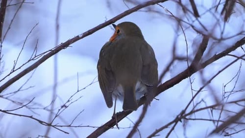 Puffy European Robin Perched on Branch in Snowy Winter Landscape
