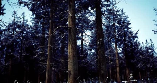 Winter Forest Landscape with Tall Trees and Snow Covering the Ground
