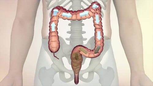 Human Large Intestine Peristalsis and Digestion Animated Medical Graphic