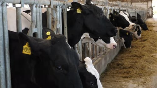 Group of Blackandwhite Milk Cows Eating Feed in Modern Barn on the Farm