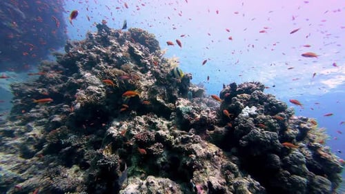School Of Tropical Fish In Colorful Coral Reef In Dahab, Egypt - Underwater Shot