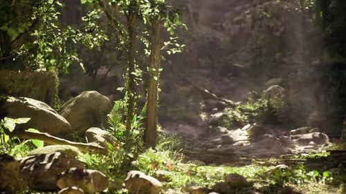 Ancient Tree Covered in Climbing Plants with Rocky Roots Beneath