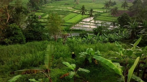 Aerial view of lush green rice terraces, Indonesia.