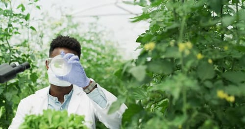 Scientist Studies Plants in a Greenhouse