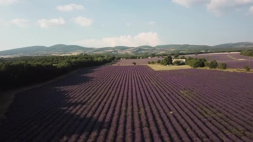 drone fly above lavender plants during purple blooming season in Provence, France lavender field aer