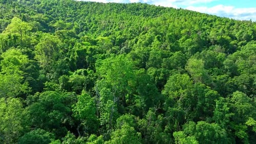 Drone aerial view of dense green forest canopy.