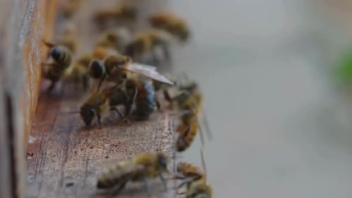 Abeille à miel, prise de vue 4K