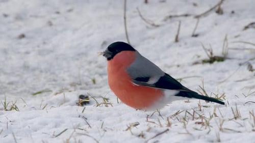 Bullfinch Foraging on Snow-Covered Winter Ground