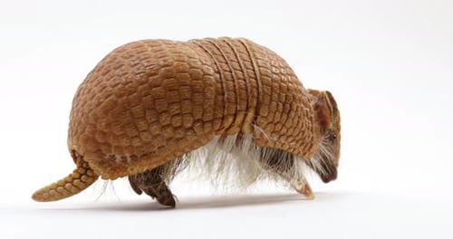 Armadillo turns around walks away from camera - isolated on white background - cute