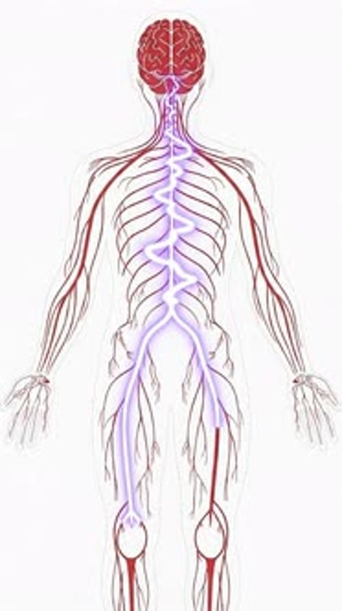 Nervous System - Flat Medical Illustration With Neural Pulse 2D Animation | Manestream Den
