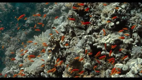 A Symphony of Life: Schools of Fish Swimming in Harmony in the Deep Blue Sea 4K
